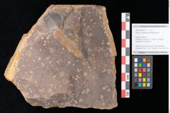 Foto (Objekt + Etikett) von Quercus palaeoilex Ettingshausen (NHMW-GEO-2024-0188-0771)